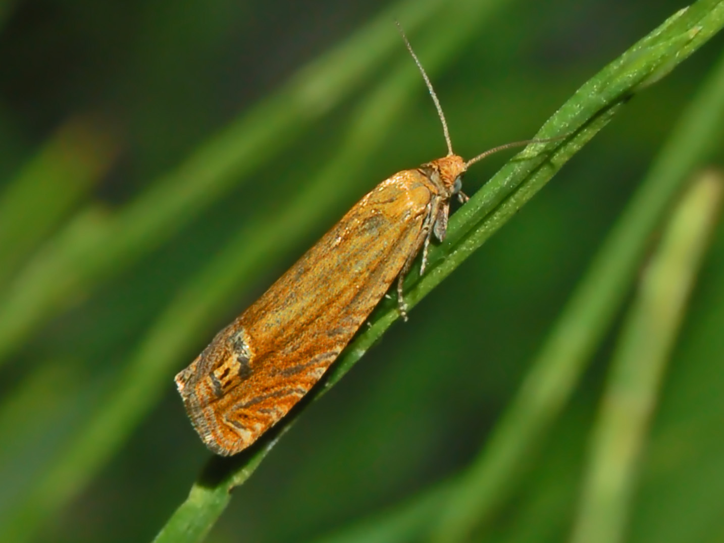 Lathronympha strigana